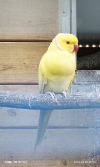 Alexander malý lutino samec