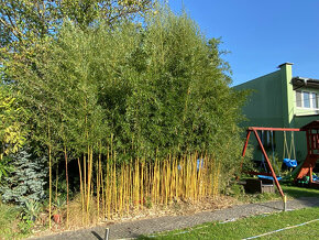 Bambusy -  sazenice + protikořenová folie