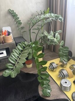 Zamioculcas-rostlina