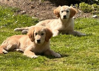 Zlatý retrívr, golden retriever