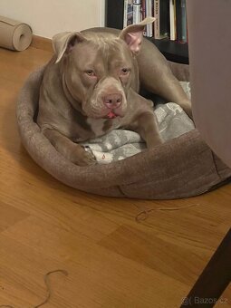 Rocni American Bully