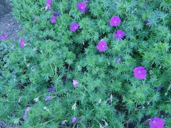 Kakost krvavý - Geranium sanquineum - sazenice