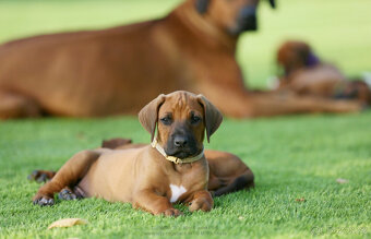 Rhodéský Ridgeback s PP