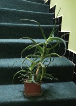 aloe vera