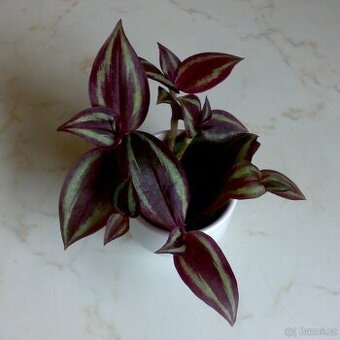 Tradescantia zebrina „Silver Sicilian“ - zakořeněné řízky