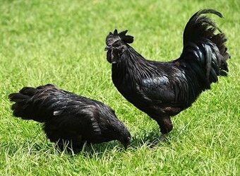 Ayam Cemami