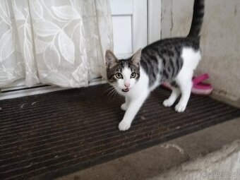 Koťata Bufi a Fili hledají milé páníčky.