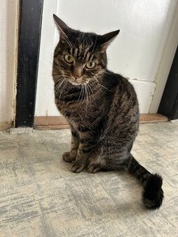 Přítulný mourek Simon naléhavě hledá domov