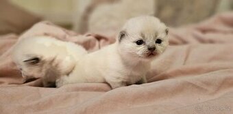 Britská koťátka colorpoit