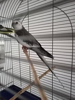 Prodám korely s klecí.