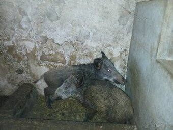 Divoká prasata - selata