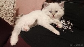 Ragdoll - vánoční poslední kočička - rezervace