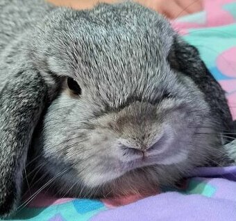 Volná samička - Anglický Zakrslý Beránek MiniLop🍑🧡