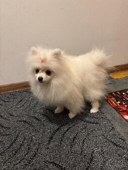 Prodej holčička pomeranian