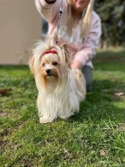 Yorkshire teriér holčička