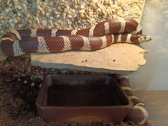 Korálovka Kalifornská