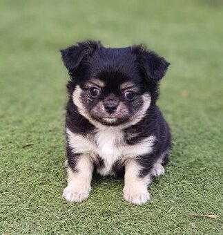 Čivava dlouhosrstá s PP FCI