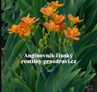 Angínovník čínský - Léčivá rostlina (rostliny)