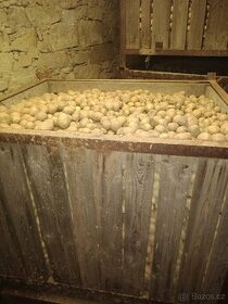 brambory krmné