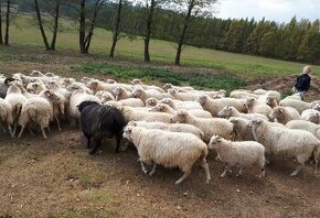 Skude jehnice i berani s POP - 1