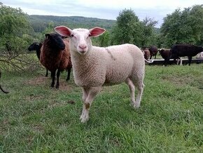 Východofríská ovce - jehničky
