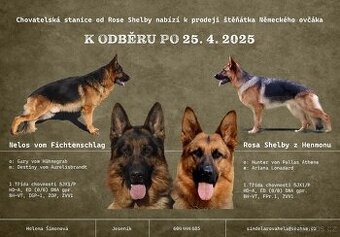 Německý ovčák-štěňata