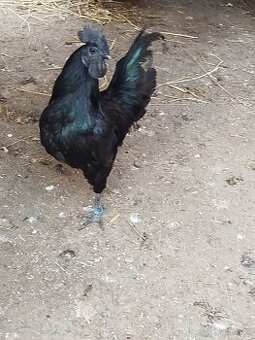 Ayam Cemani - násadová vejce