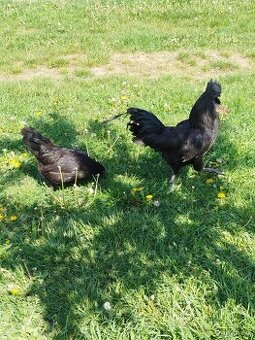 Ayam Cemani - násadová vejce