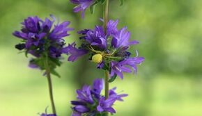 Zvonek klubkatý - Campanula glomerata 4000 semen 50 Kč