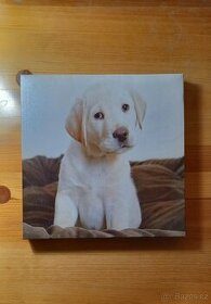 Obraz - pes (labrador)
