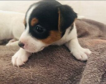 Tricolor Jack Russell Terrier