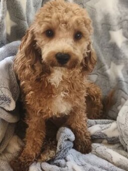 Cavapoo