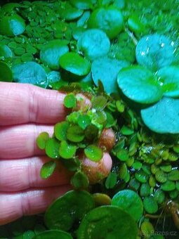 Salvinia Natans(Nepukalka)
