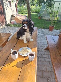 King Charles kavalir