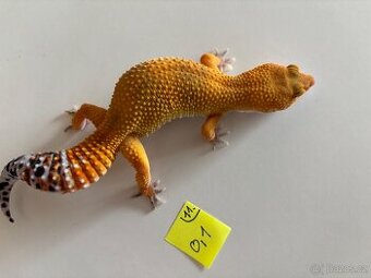 Gekončík noční 1.1 Tangerine