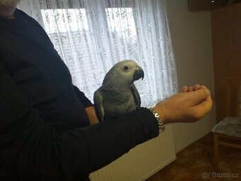 Prodám ručně dokrmena mláďata ŽAKO KONGO.