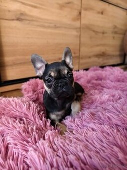 Francouzský buldoček fenečka