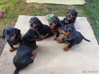 Jezevčík trpasličí