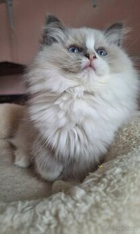 Překrásná Ragdoll  kočička