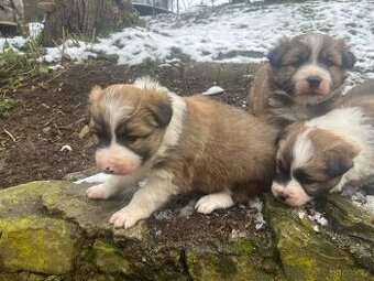 Prodám štěně border kolie