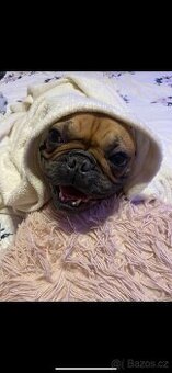 Francouzský buldoček s PP