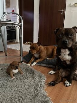 Stafordsirsky bulteriér fenka