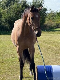 Predám dve 2.5 ročne kobylky