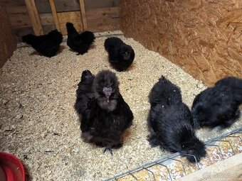 Hedvábničky velké vousaté EU černé a čoko