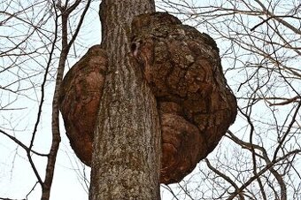 Koupím pařez, větvení, kořen stromu