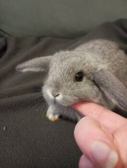 Zakrslý beránek králíček + očkování