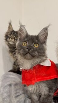 Kočička mainska mývalí polydaktylni s PP