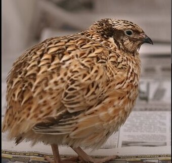 Křepelka japonská nosná