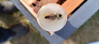 Vyzimovaná včelstva a oddělky