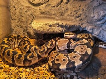 Krajta královská - samec